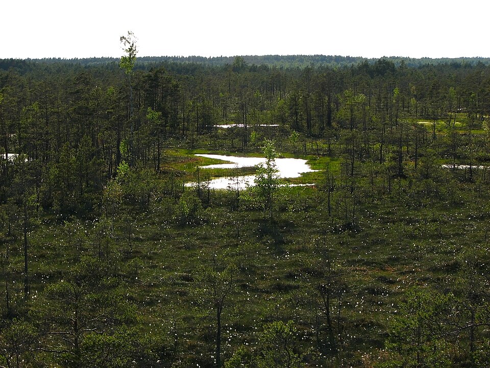 Cenas tīrelis